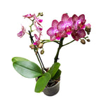 Phalaenopsis Lola - flori parfumate