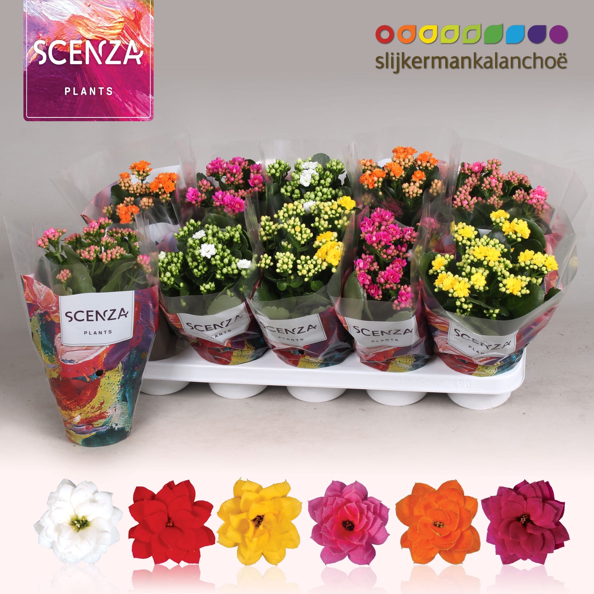 Kalanchoe blossfeldiana - mix de culori