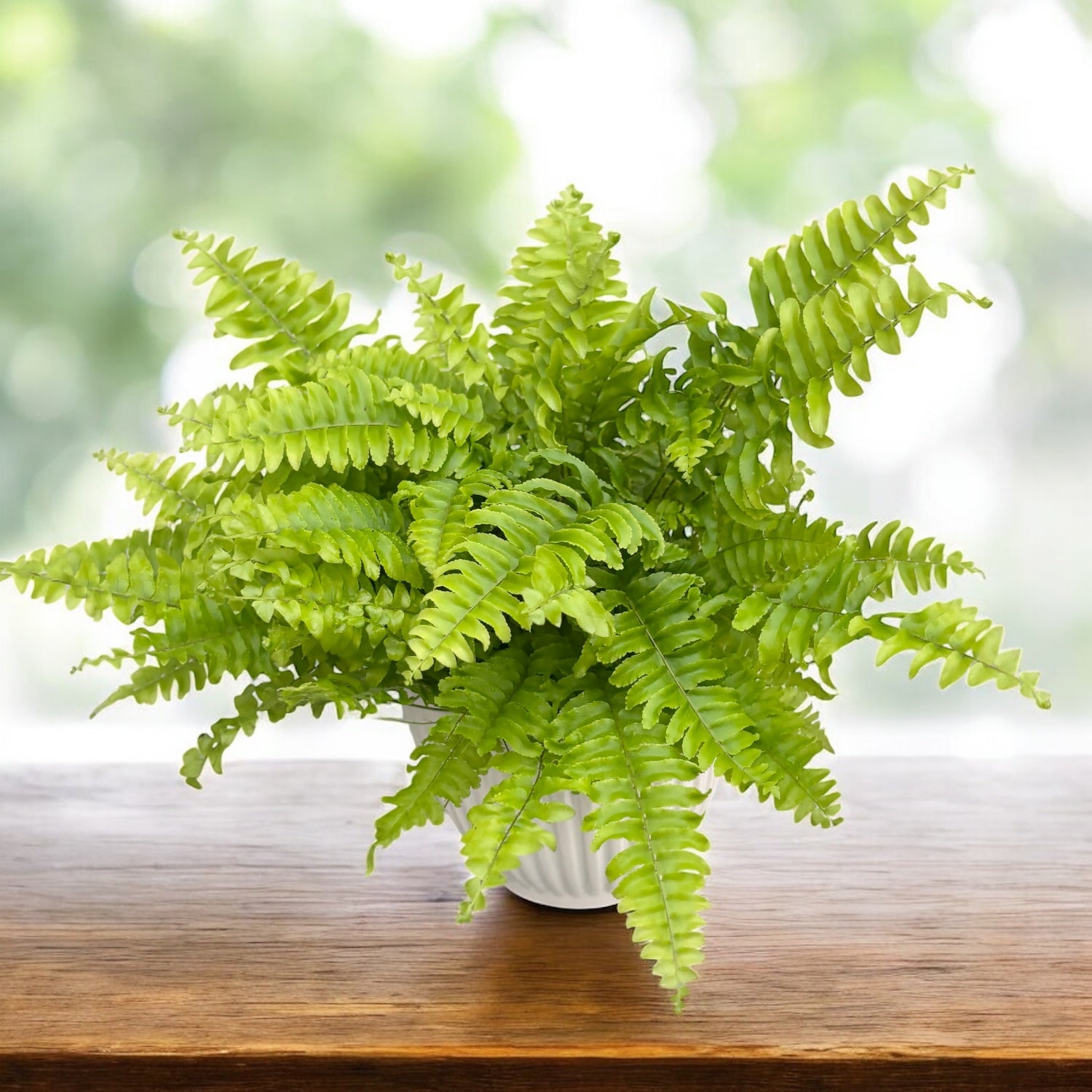 Nephrolepis exaltata ‘Boston Blue Bell’