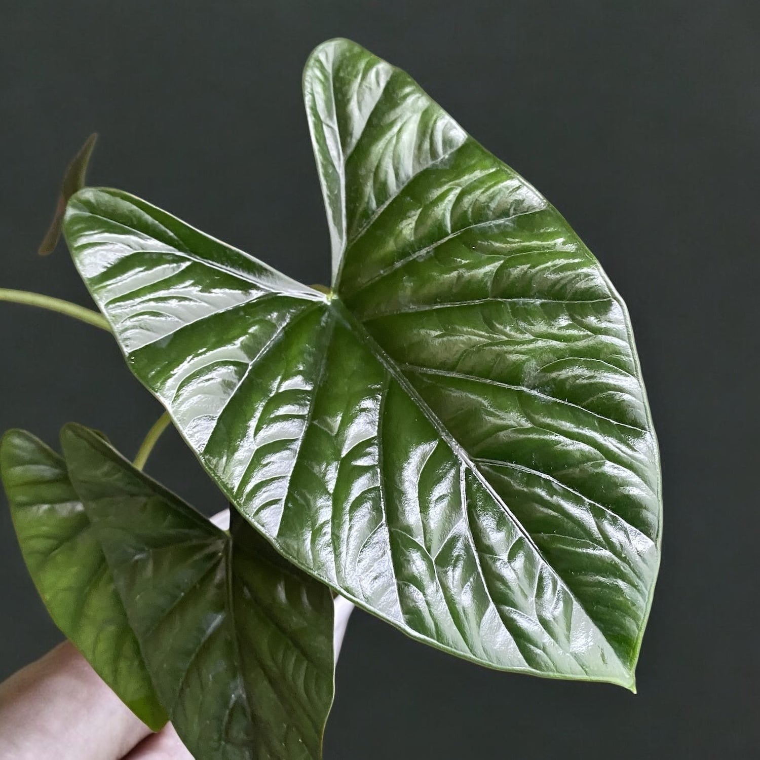 Alocasia 'Lukiwan' - frunze verzi-metalice cu nervuri spectaculoase