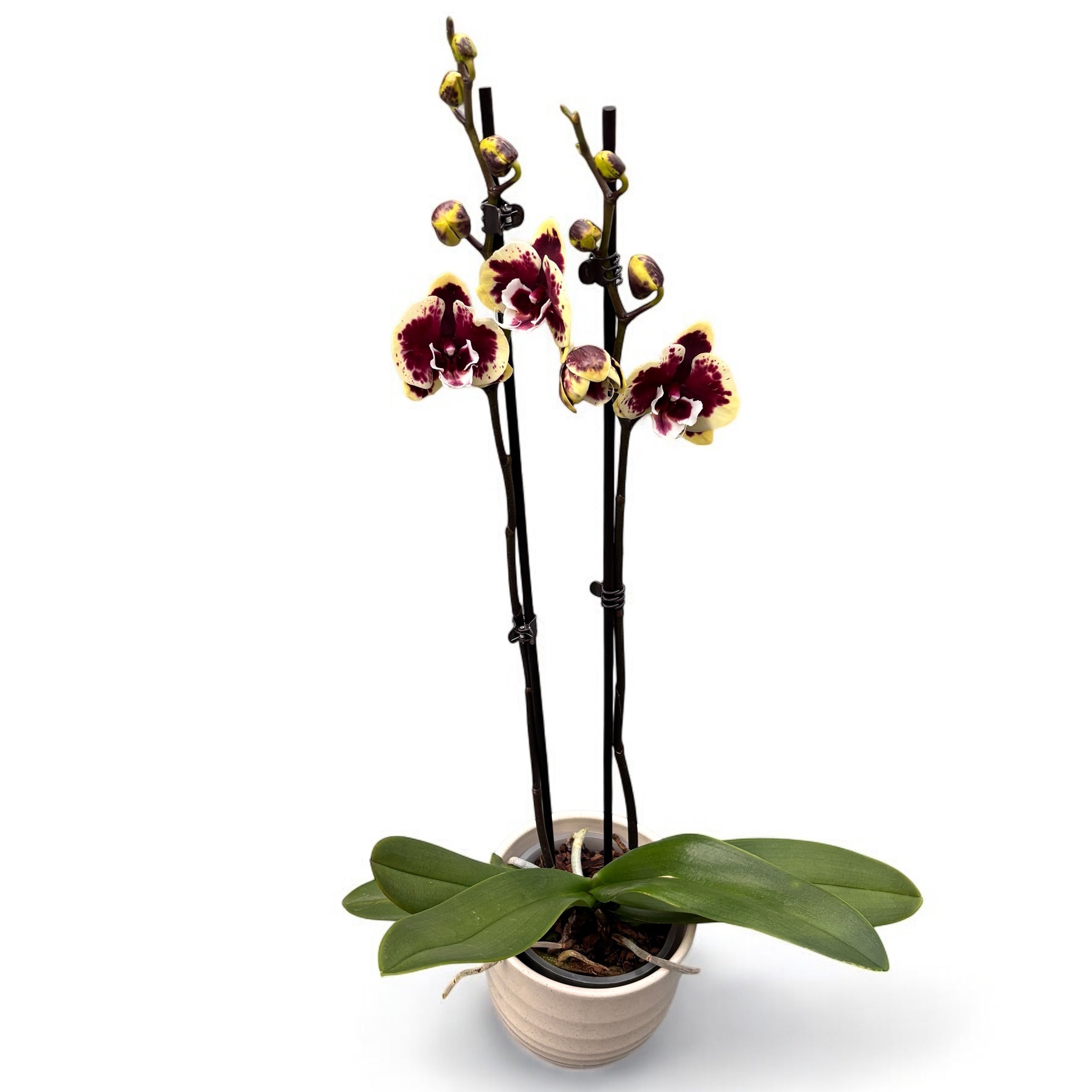 Phalaenopsis 'Limited #141' grande lèvre