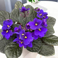 Saintpaulia Inova Spectra Top - violete albastre