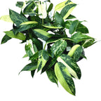 Filodendro Jose Buono (Taiwán)