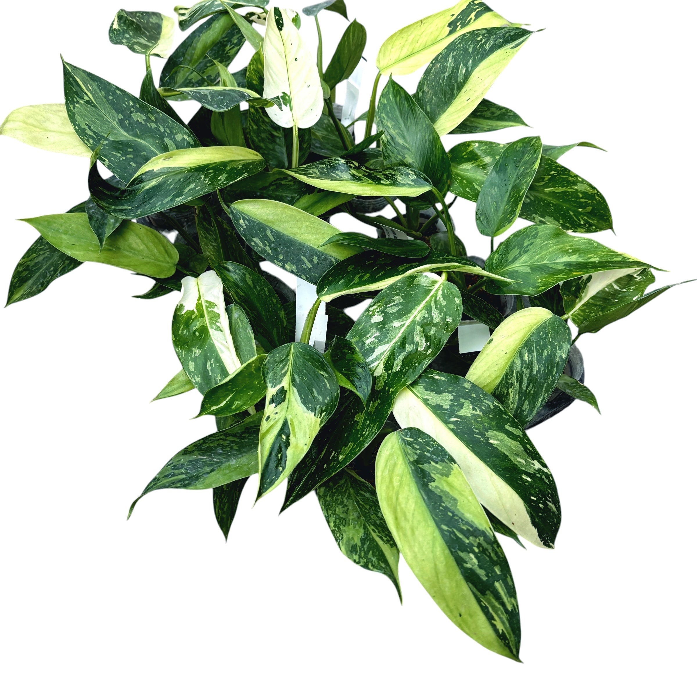 Philodendron Jose Buono (Taiwan)