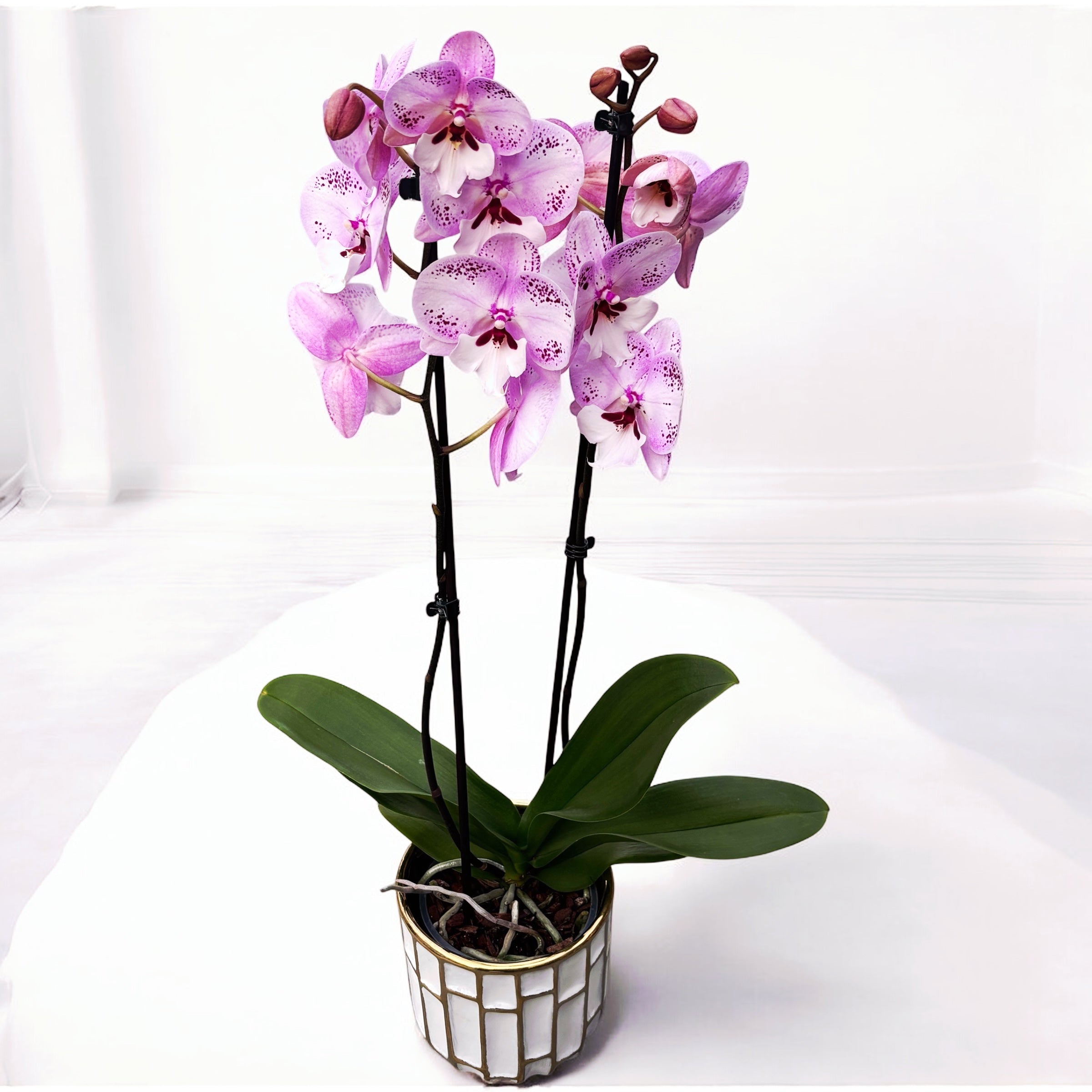 Phalaenopsis GC Reyoung Freckle (Big Lip)