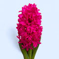 Zambile - Hyacinthus orientalis 'Jan Bos'