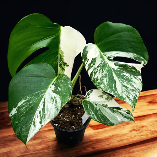 Monstera deliciosa 'Variegata' D12 – Secret Garden Plant Shop