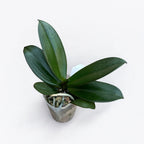 Phalaenopsis Sogo Very Maple (grote lip)