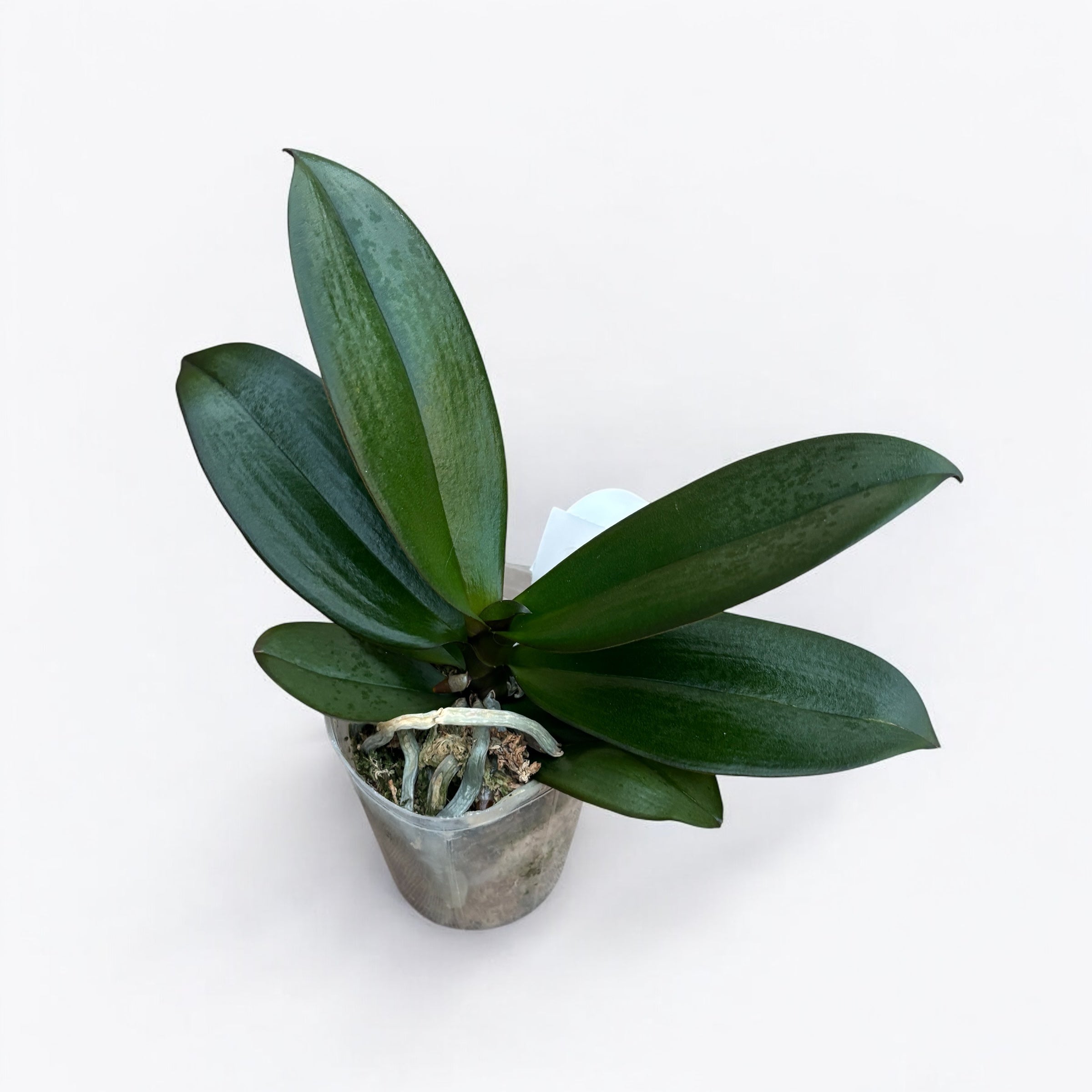 Phalaenopsis Sogo Very Maple (big lip)