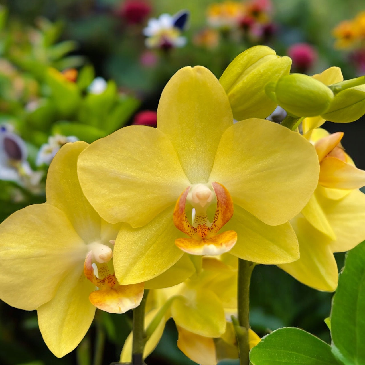 Phalaenopsis Anthura Albenga (miniatura)