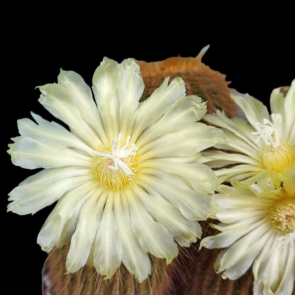 Notocactus Leninghausi Inermis