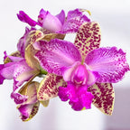 Cattleya Yuan Dung Sweet 'Dragon Fruit' *parfumata