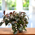 Gaultheria procumbens ‘Ciao Bella White’ – arbust decorativ cu fructe albe elegante