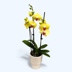 Phalaenopsis Fuller Sunset