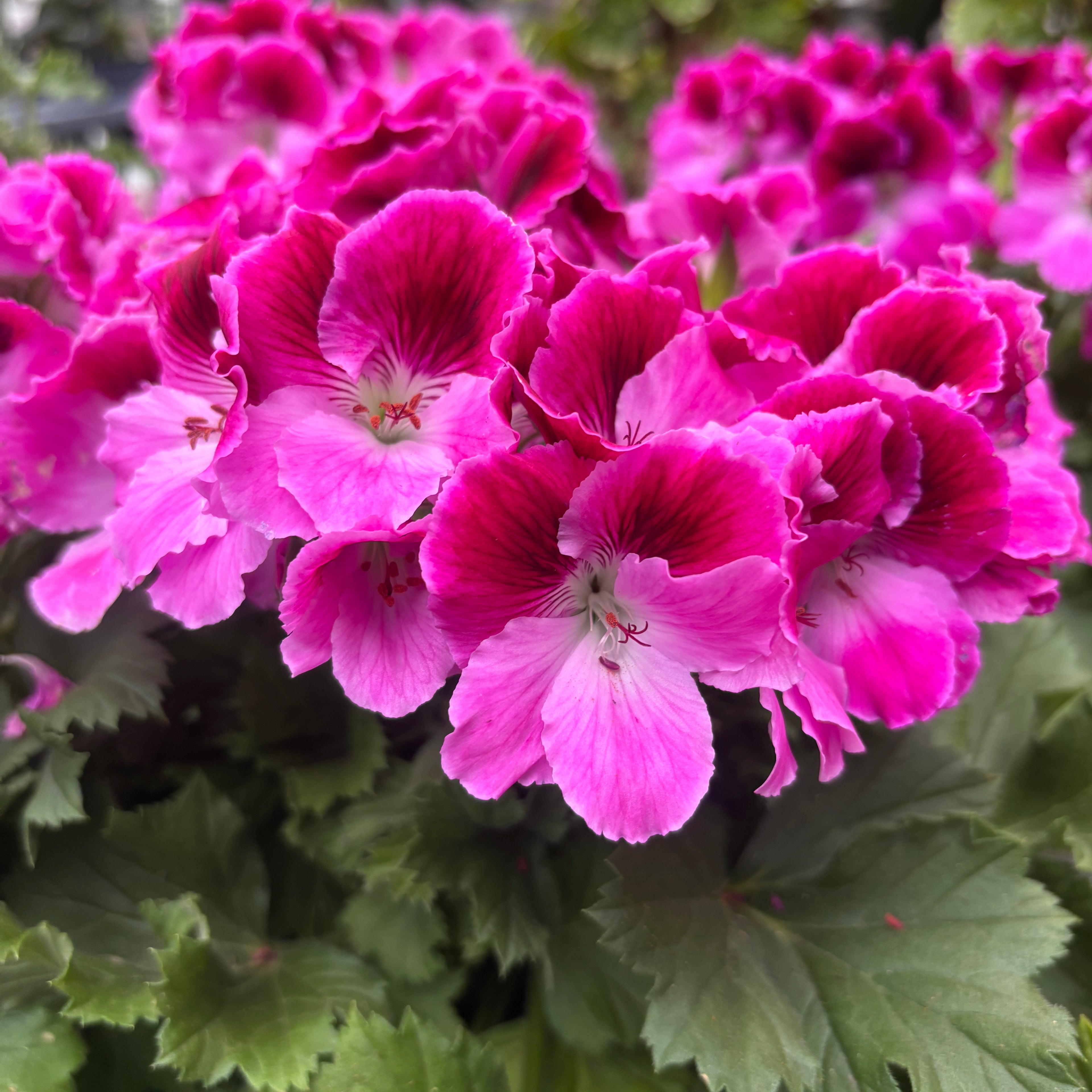 Pelargonium Grandiflorum ‘Elegance Jolenta’