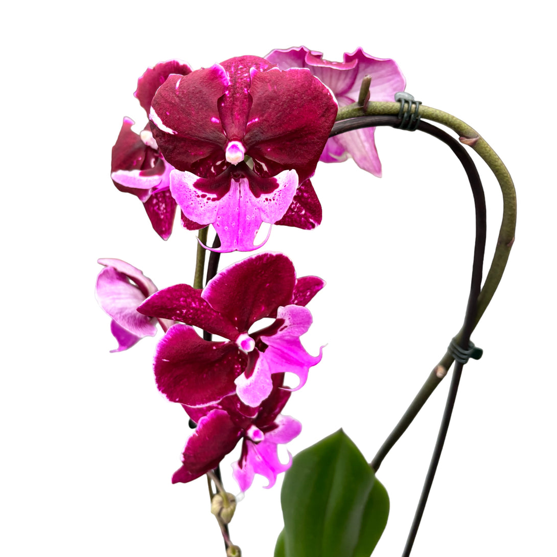 Phalaenopsis Chia-Shing Hot Kiss '256' (NL)
