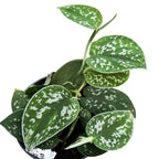 Scindapsus pictus 'Argyraeus' 3-4 plants/pot