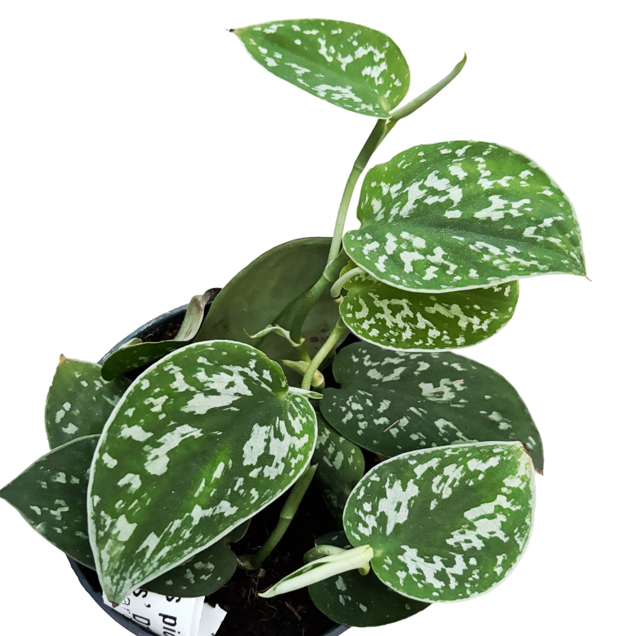 Scindapsus pictus 'Argyraeus' 3-4 plante/ pot