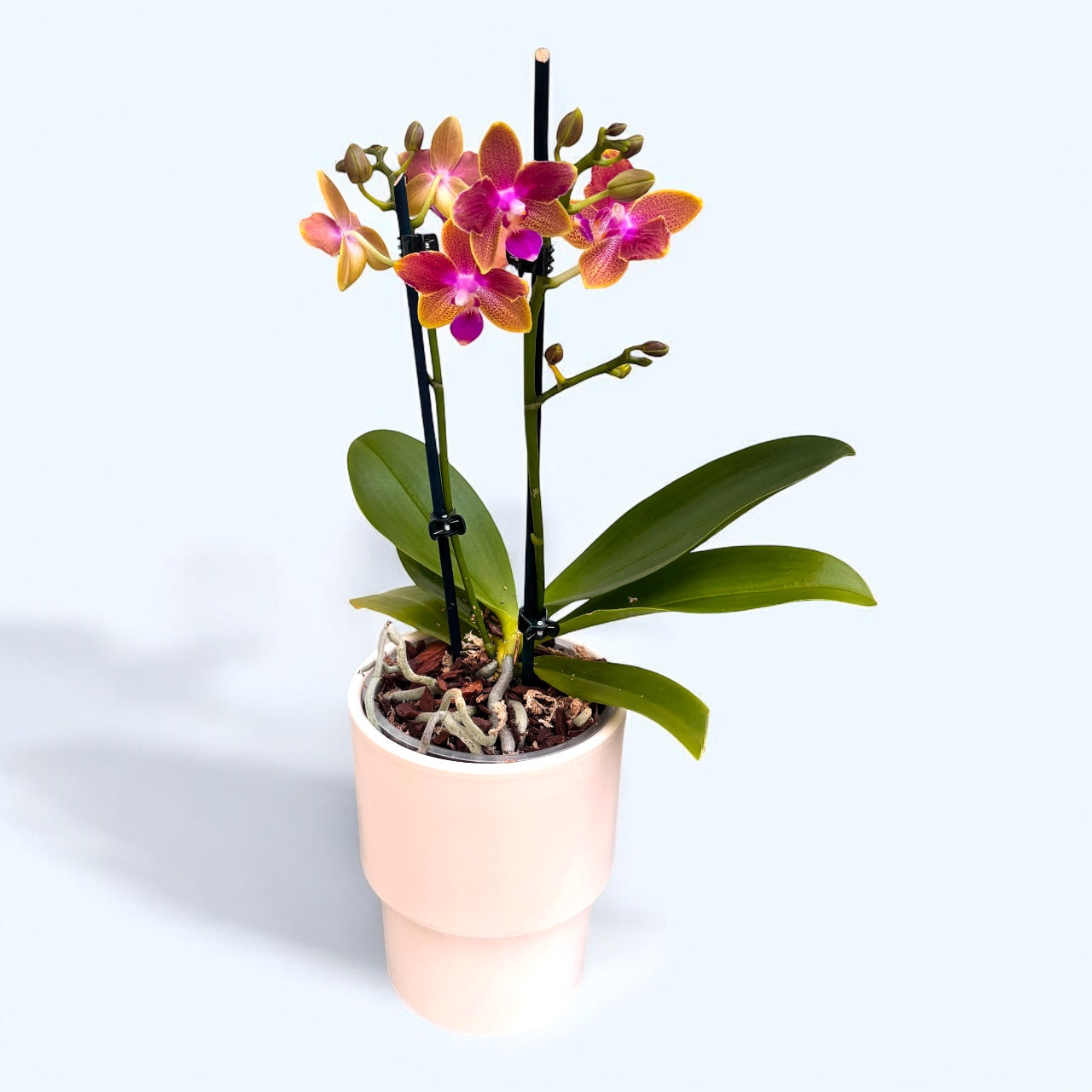 Phalaenopsis Miki Golden Sand - fiori pelorici e intensamente profumati