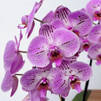 Phalaenopsis Cassie (XL virágok)