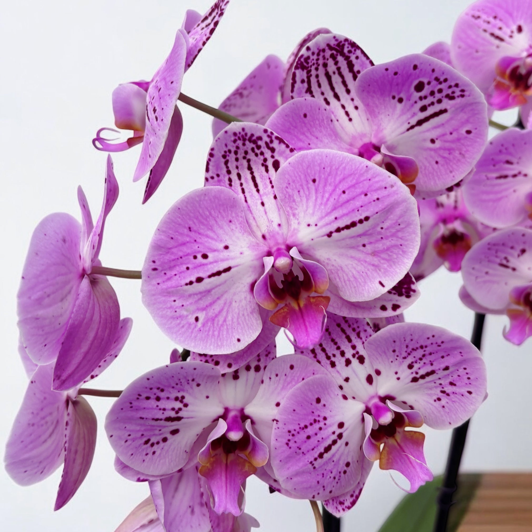 Phalaenopsis Cassie (flori XL)