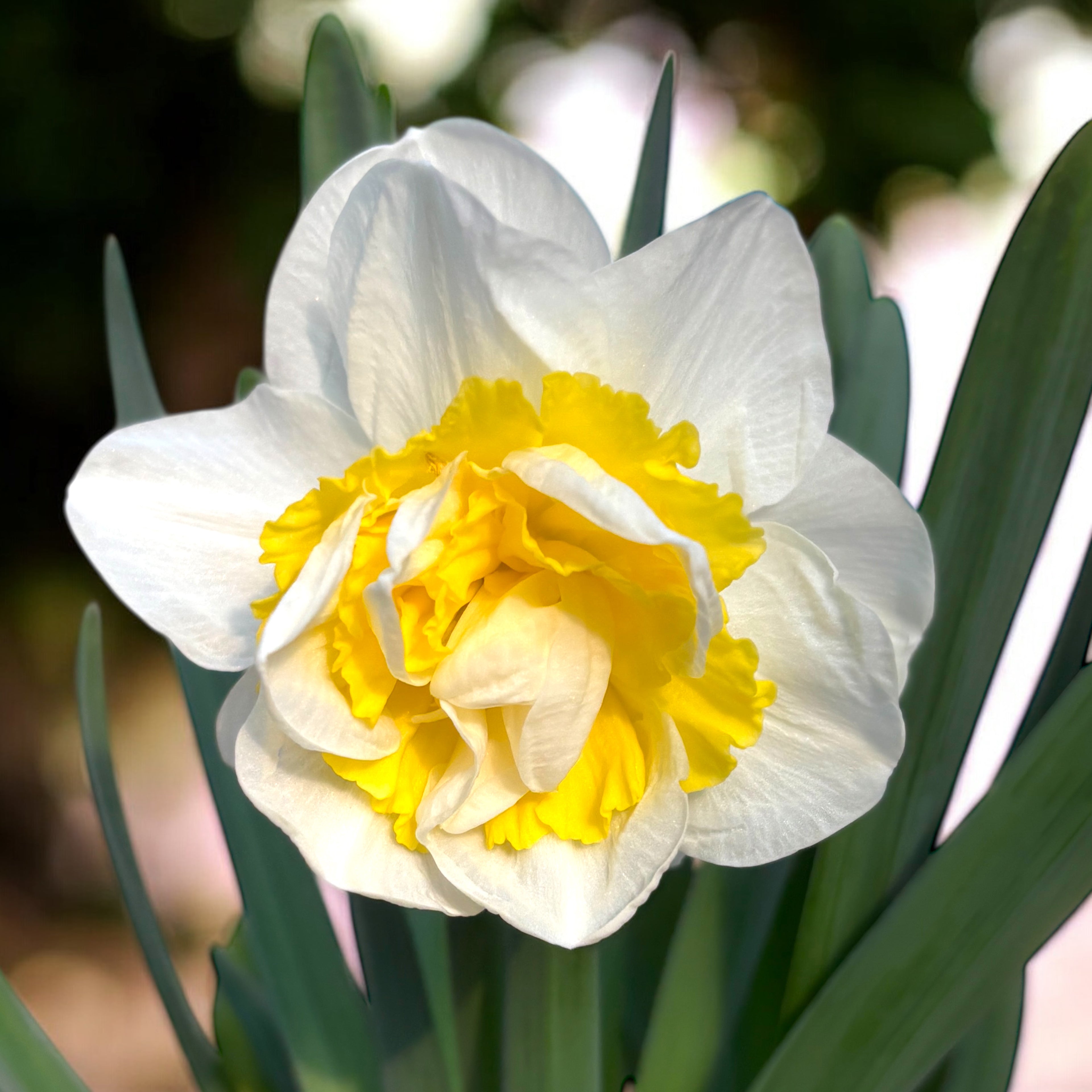 Narcise cu flori duble XL, puternic parfumate - Narcissus 'Westward'