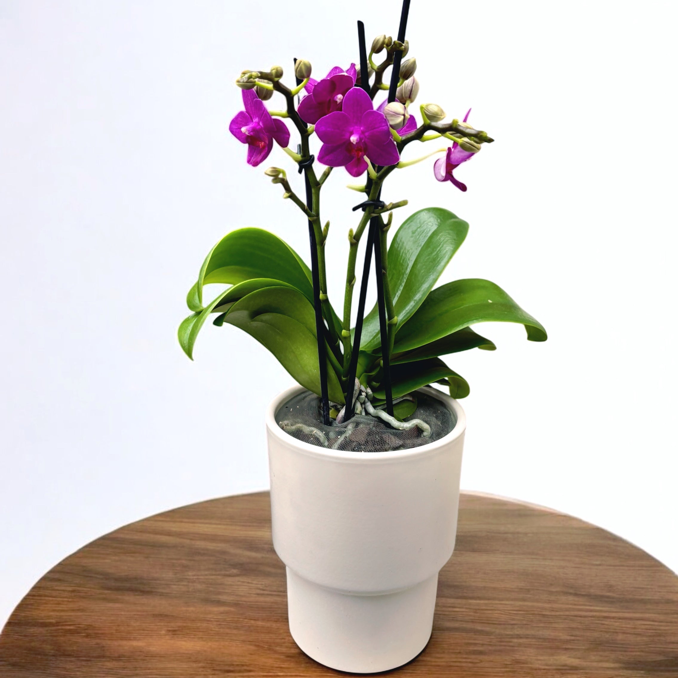 Phalaenopsis 'Limited #11' - flori intens parfumate