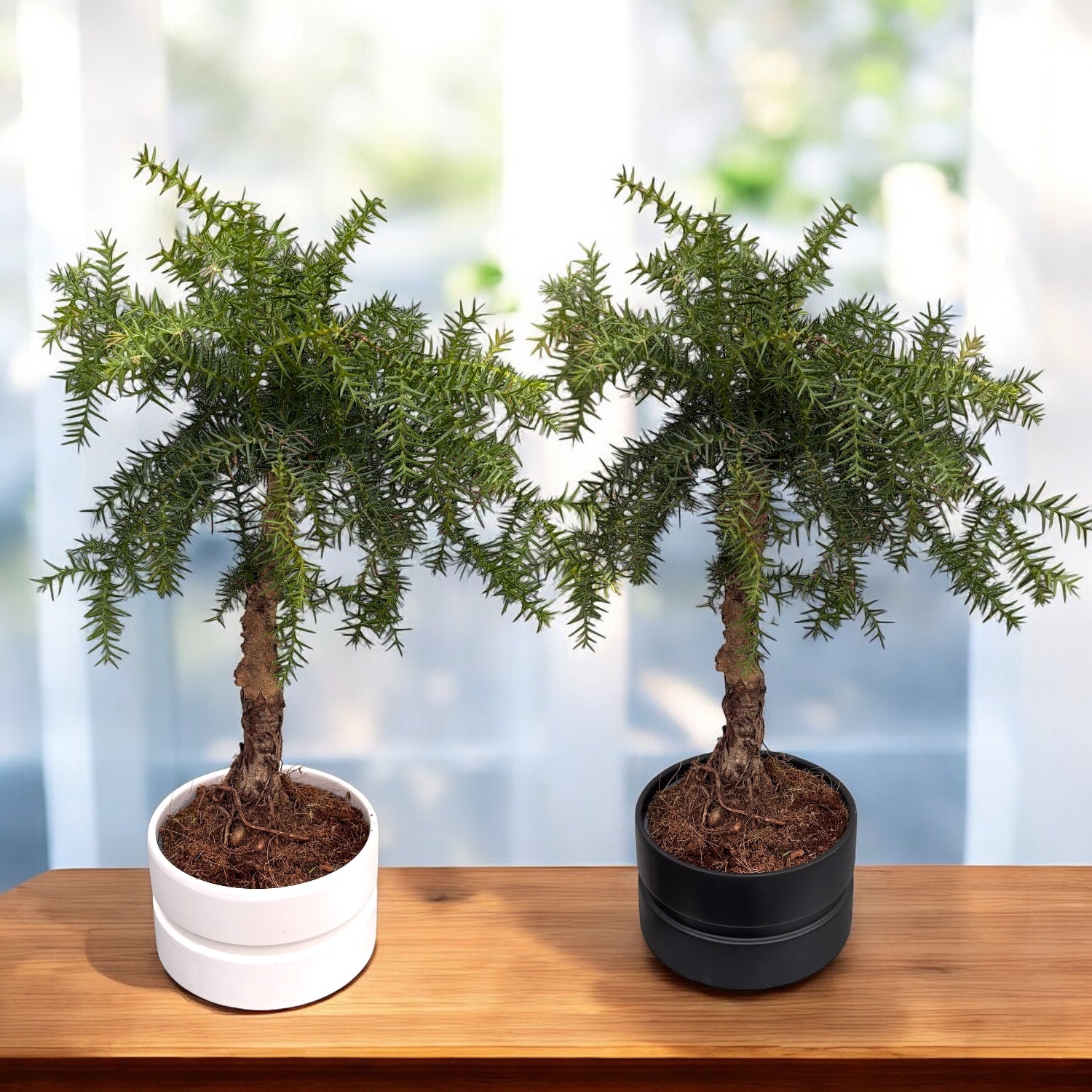 Bonsai Araucaria Cunninghamii in vas ceramic – Secret Garden Plant