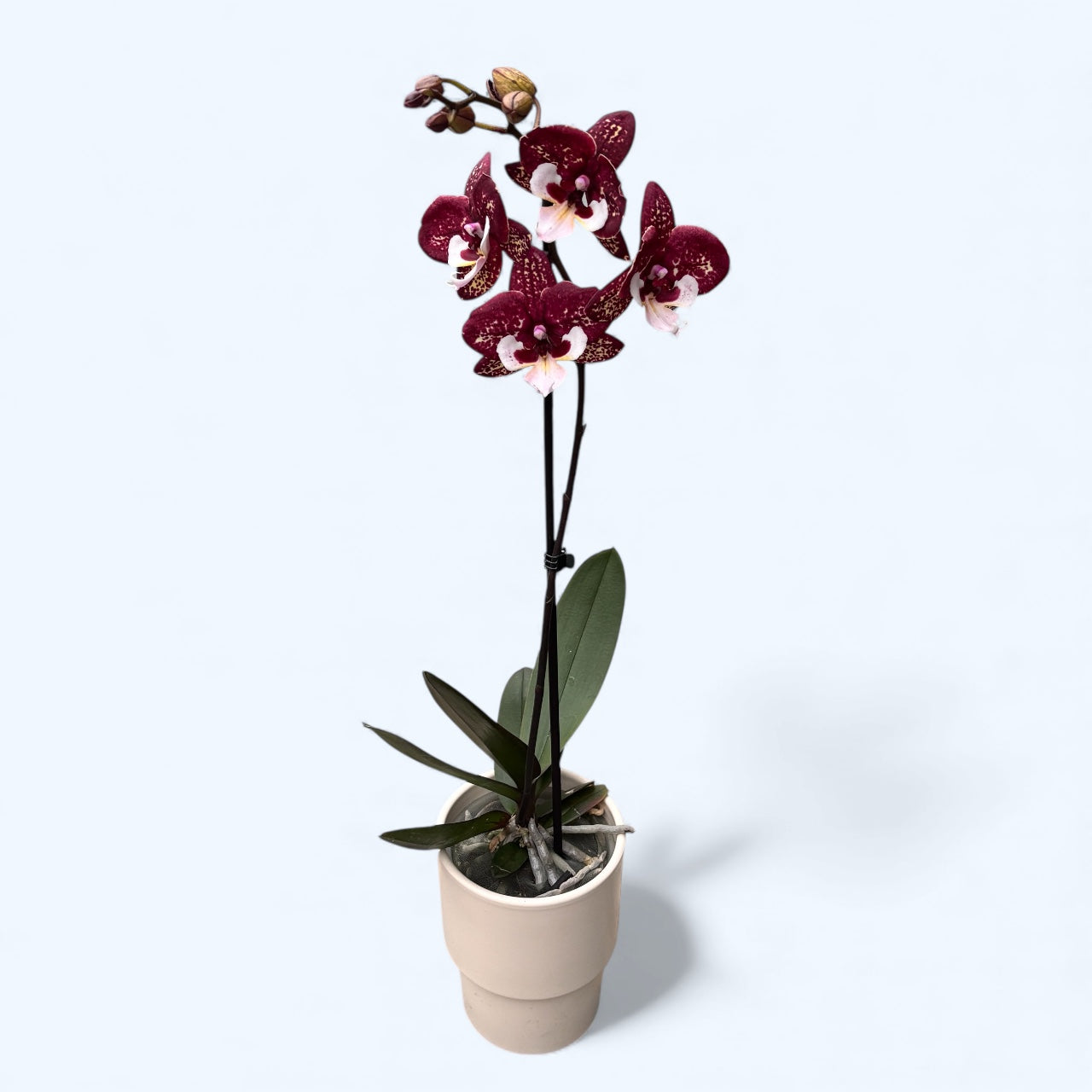 Phalaenopsis 'Limited 40' big lip