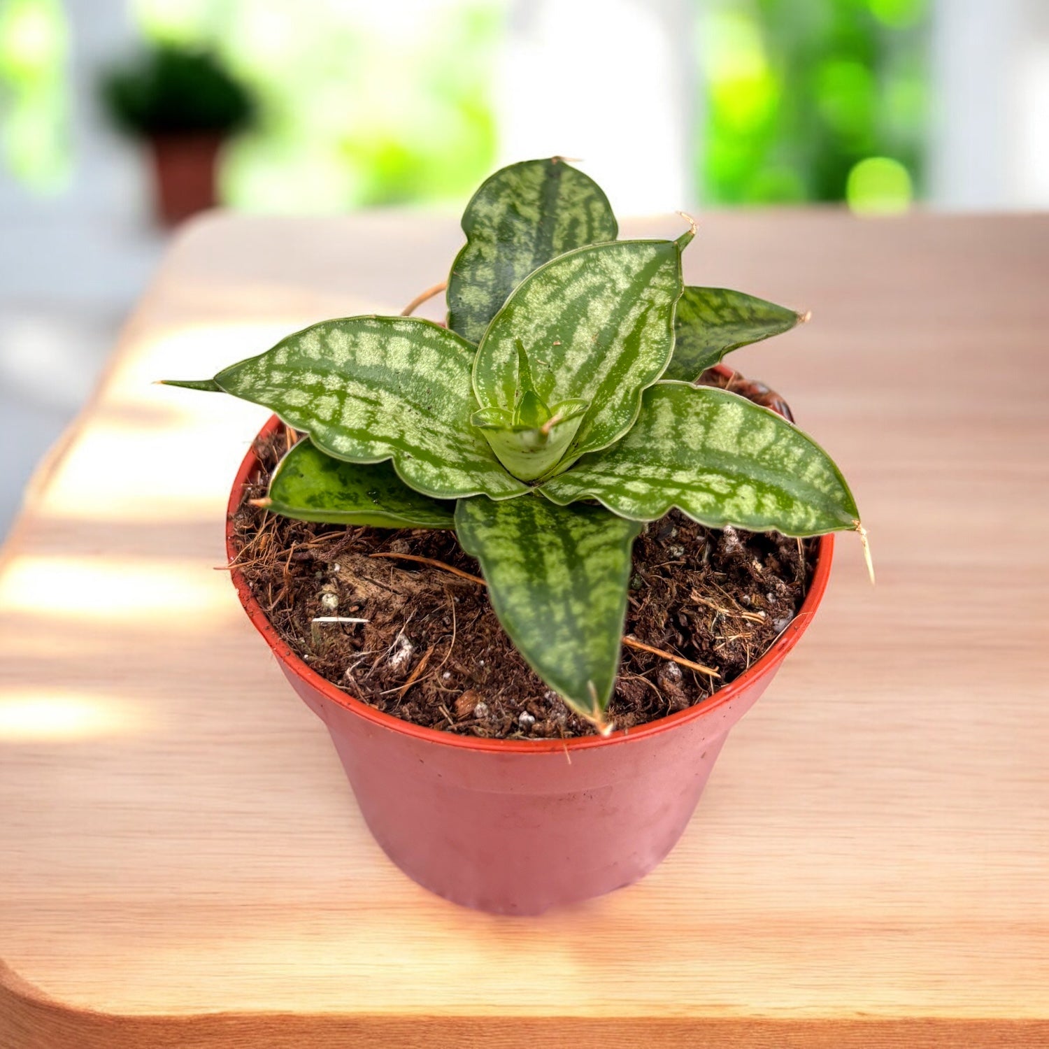 Sansevieria (Snake plant) – a hardy plant, easy to care for
