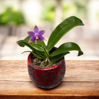 Phalaenopsis violacea var. indigo *flori parfumate