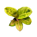 Aglaonema 'Apple Fantasy' -  frunzis colorat si eleganta tropicala