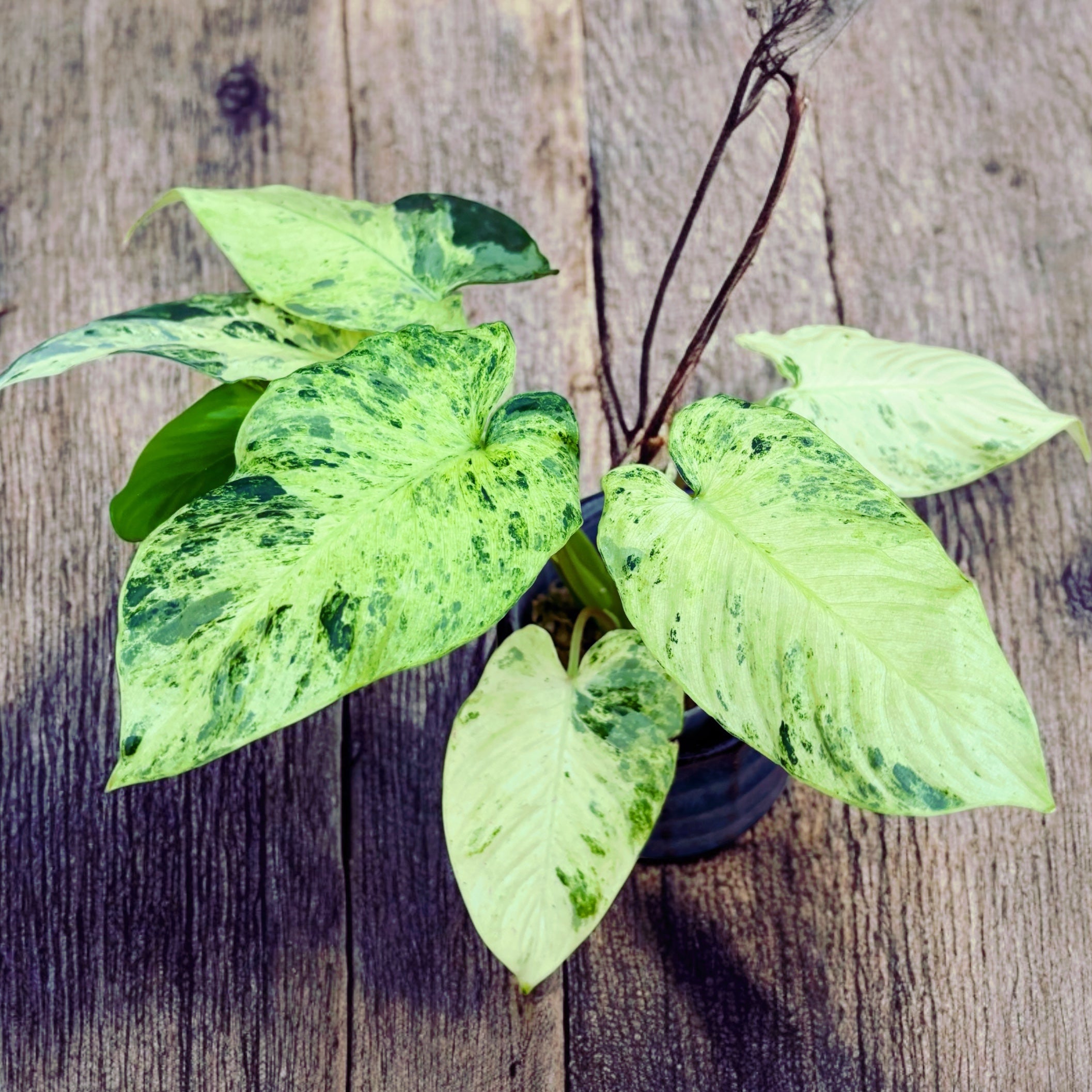 Homalomena sp. variegata