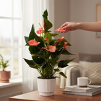 Anthurium ‘Karma Orange’ – flori corai-portocalii, aspect exotic si elegant