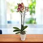 Phalaenopsis OX Bravo (Spears, Brainstorm)