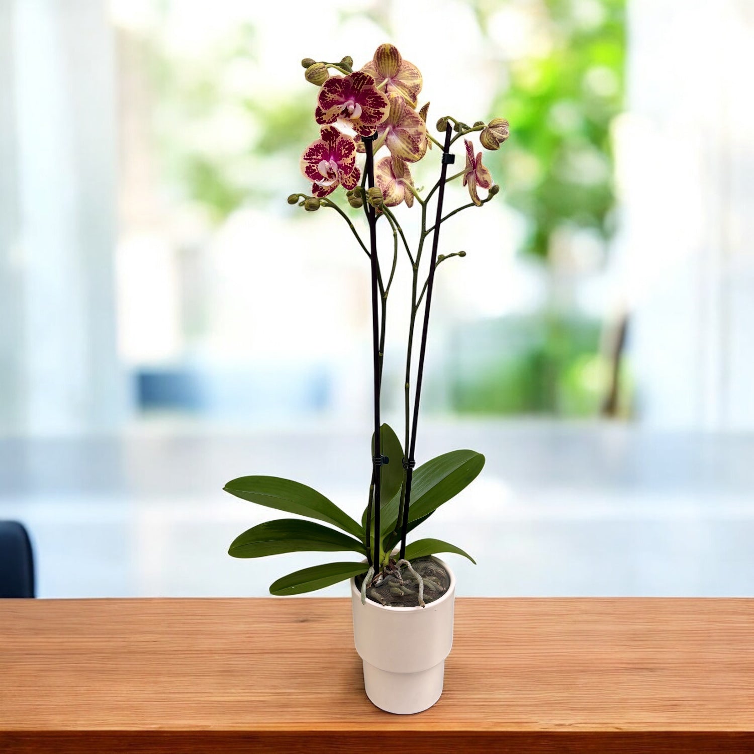 Phalaenopsis OX Bravo (Spears, Brainstorm)