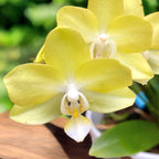 Phalaenopsis Table Lemon (Allura Songbird)