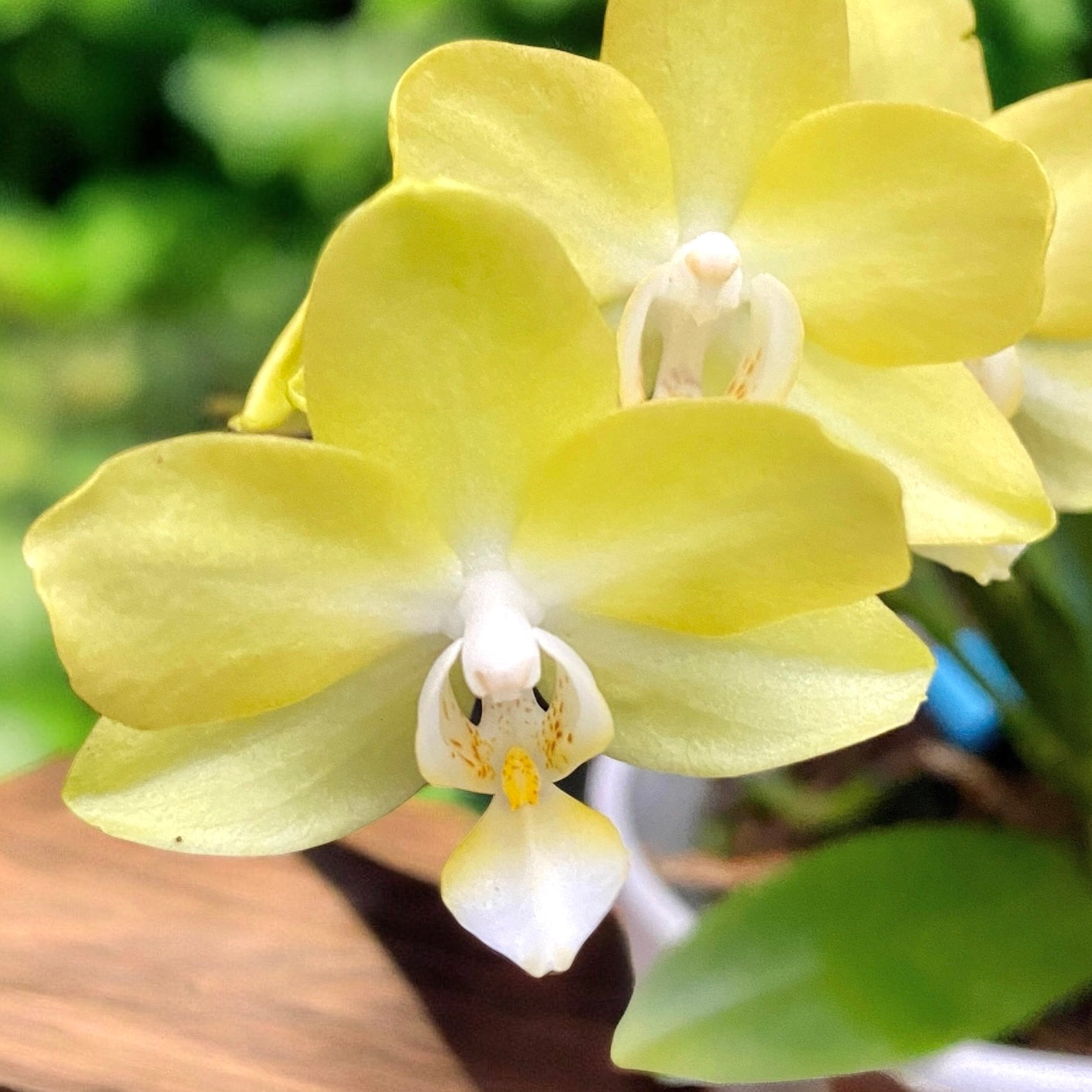 Phalaenopsis Table Lemon (Allura Songbird)