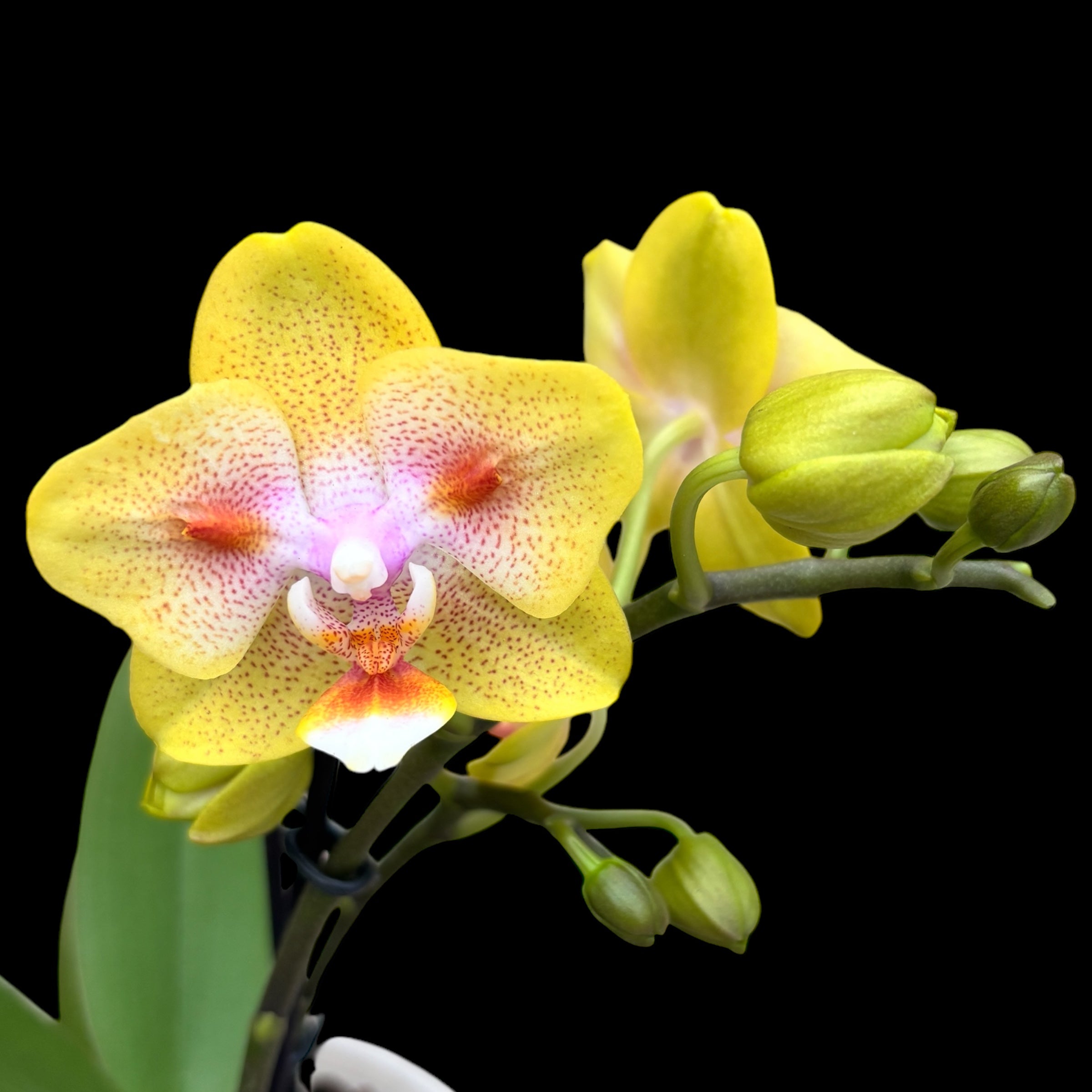Phalaenopsis Yaphon Green Batman '417' (peloric)