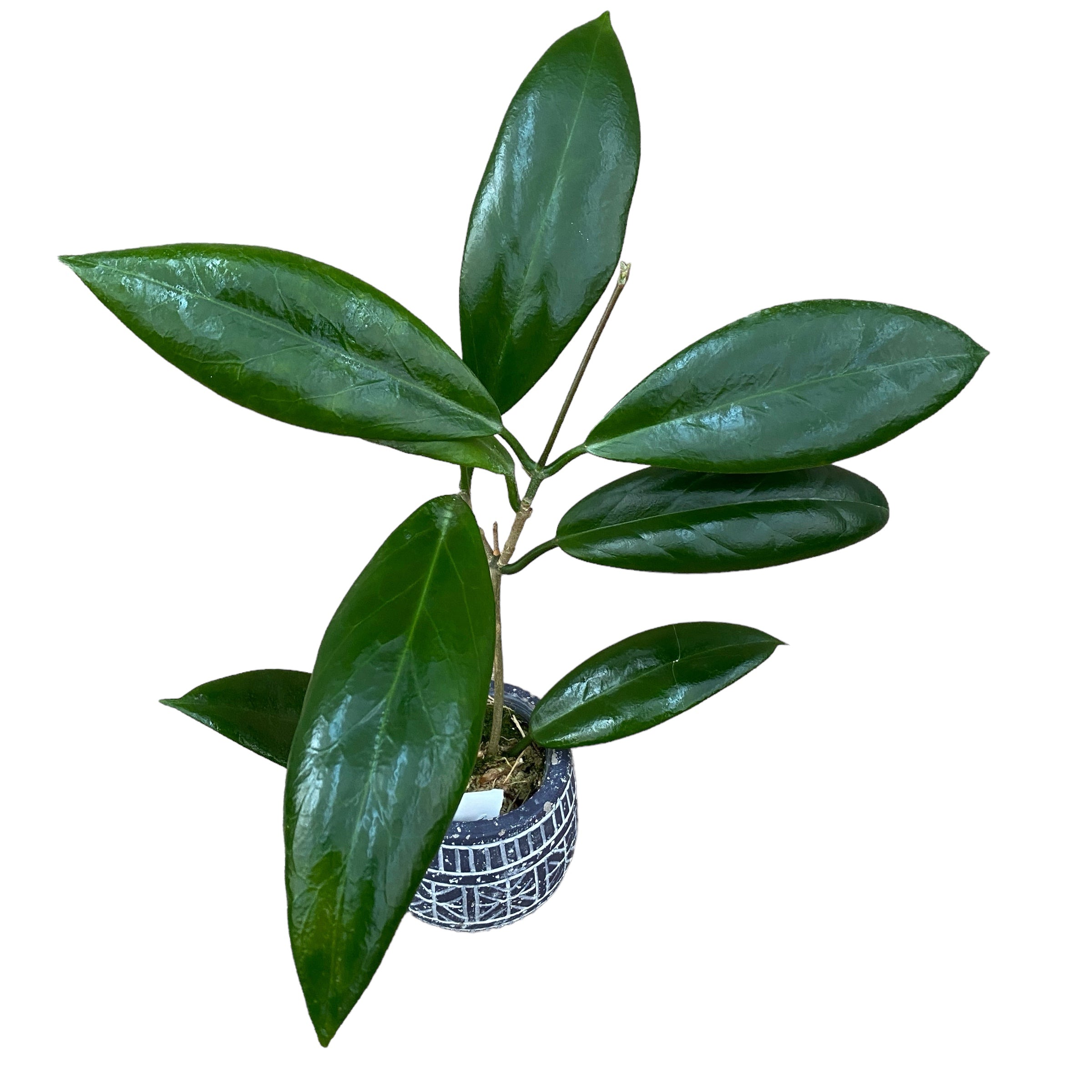 Hoya sp. UT-029 – Secret Garden Plant Shop