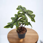 Alocasia 'Jacklyn' (Alocasia Sulawesi, Tandurusa) - seltene Sorte mit exotischem Laub