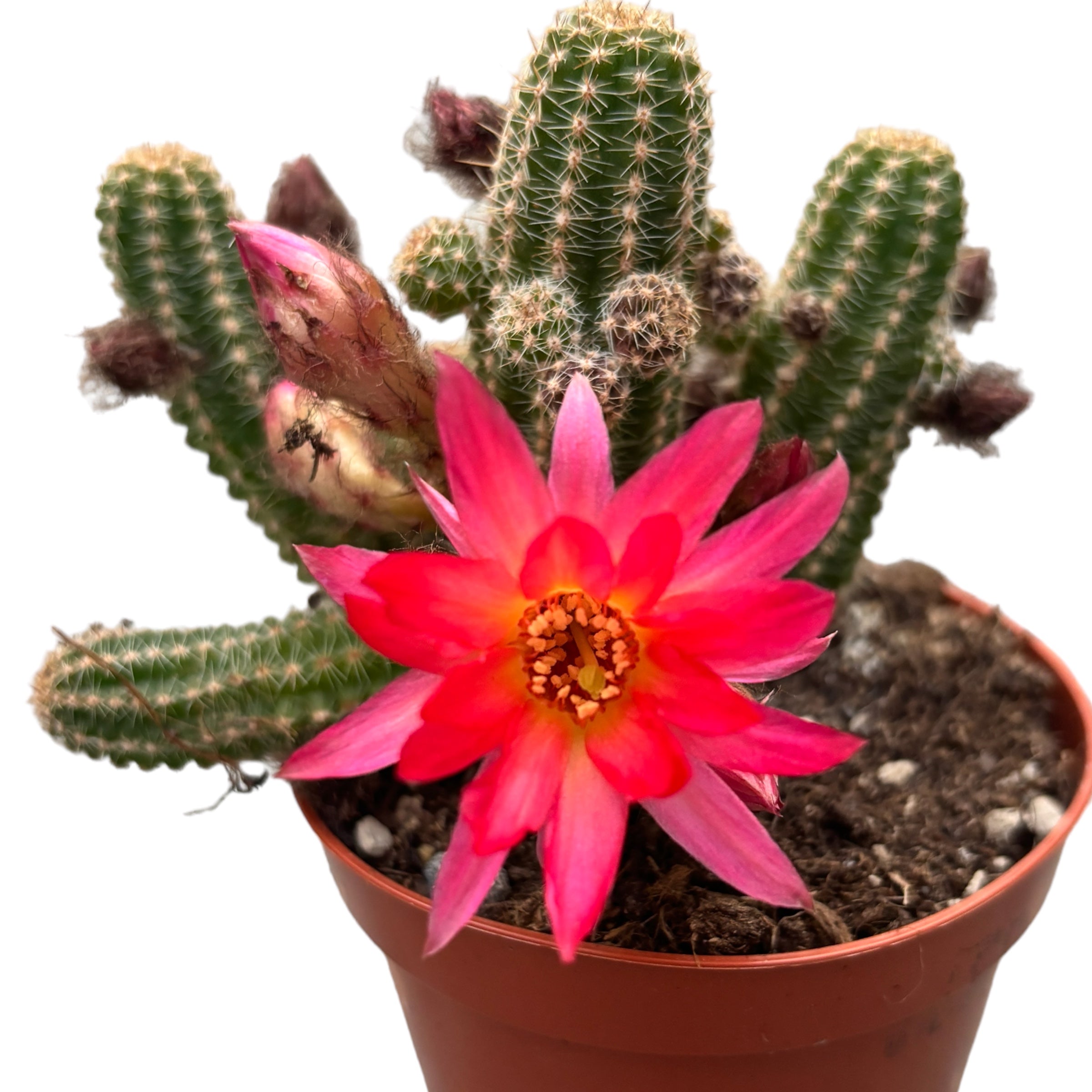 Chamaecereus hibrid