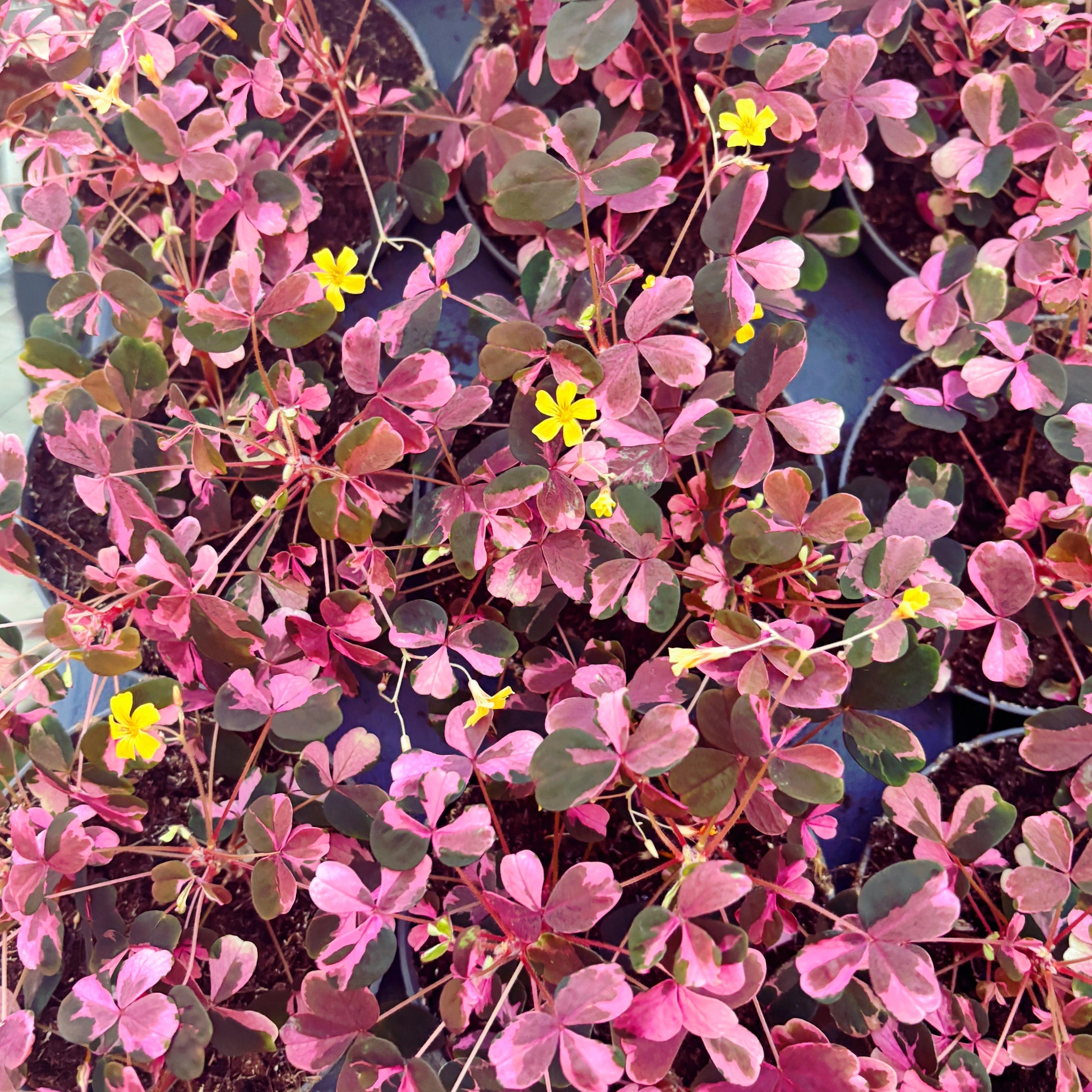 Oxalis vulcanicola 'Plum Crazy'
