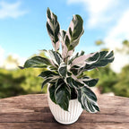 Calathea 'White Fusion'