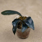 Microsorum thailandicum 'Giant' (large form)