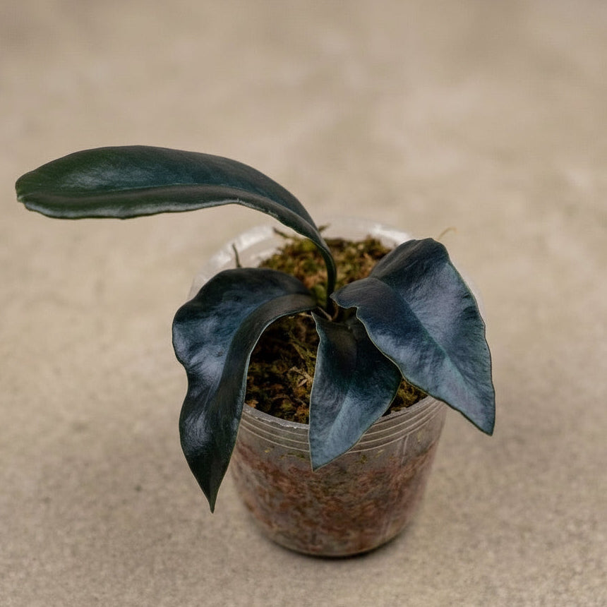 Microsorum thailandicum 'Giant' (large form)