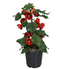 Abutilon 'Red' (Floarea artar rosie)