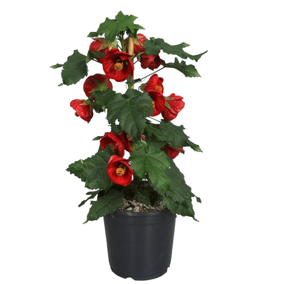 Abutilon 'Red' (Floarea artar rosie)