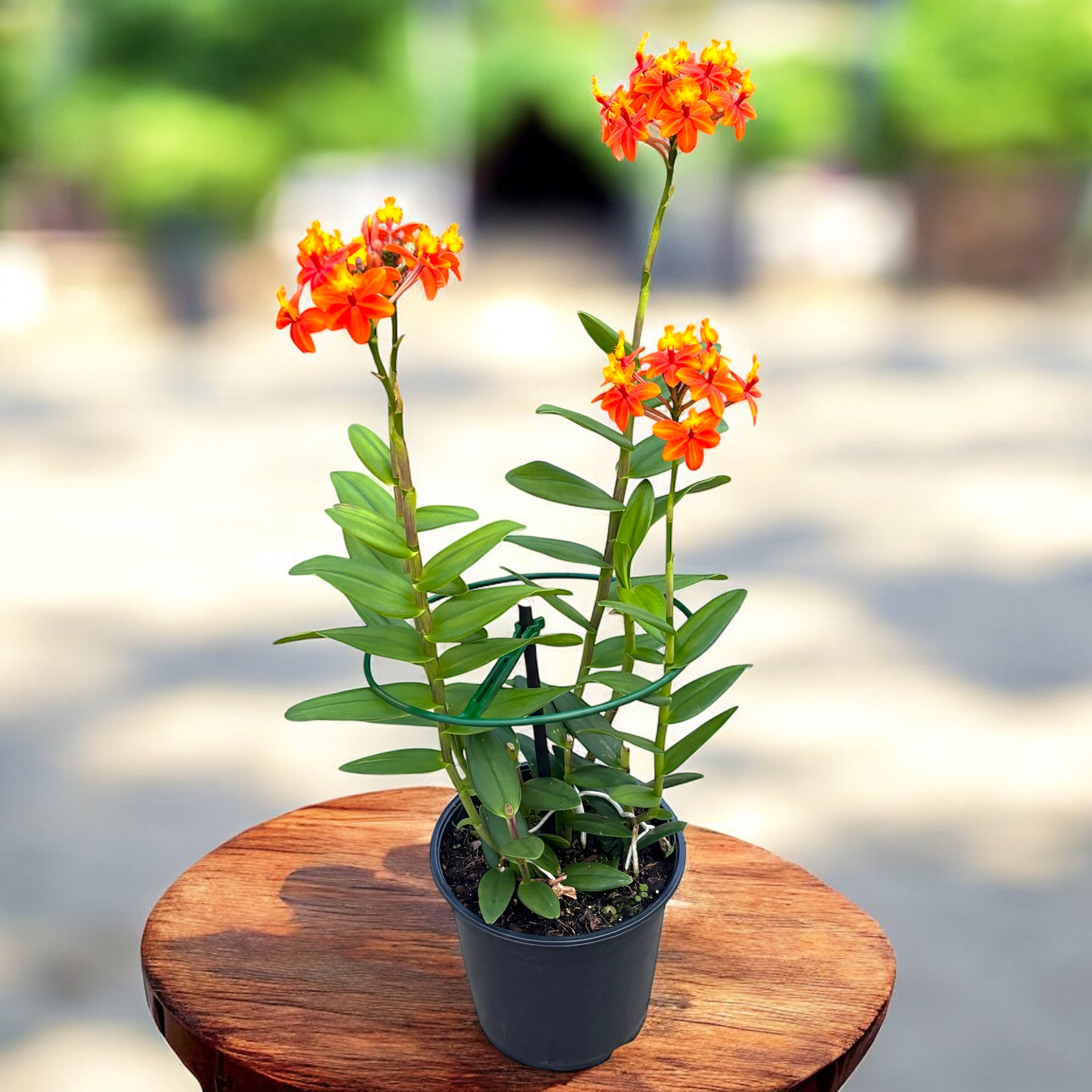 Epidendrum radicans ‘Orange’ XL (unik exemplar)