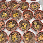 Lithops mini mix ("living stones")